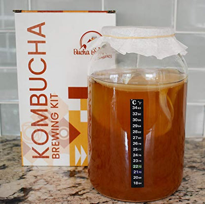 Deluxe Kombucha Starter Kit with Kombucha SCOBY & Starter Tea, Full Kombucha Kit with Bottles Swing Top Glass Bottles Kombucha Brewing Kit + 6 Bottles to Flavor Kombucha (Clear Bottles) - color: Clear