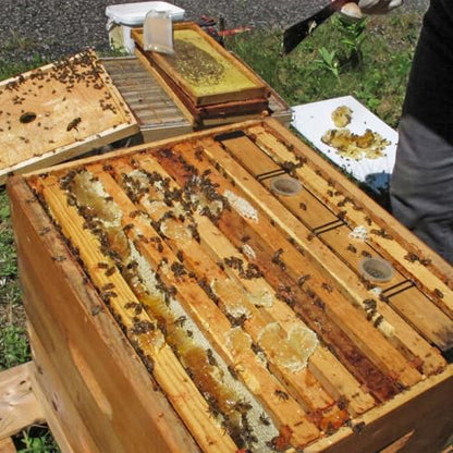 HARFINGTON Bee Hive Frame Feeder 4L Plastic Deep Frame Water Food Feeder Bee Pro Feeder for Beekeeping Feeding Equipment Bee Tools Beehive Supplies - size: 4L