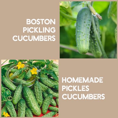 Quick Pickle Kit & Pickle Seeds - For Easy Quick Pickles & Mason Jar Fermenting - 316 Stainless Steel Pickling Lid, Weight, Quart Mason Jar, & 200+ Pickling Cucumber Seeds for Planting
