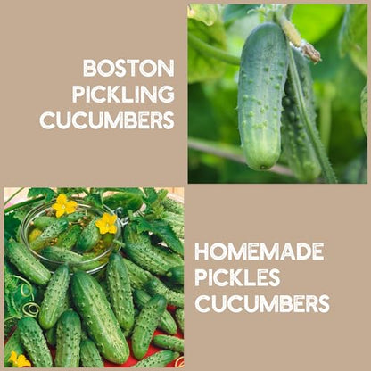 Quick Pickle Kit & Pickle Seeds - For Easy Quick Pickles & Mason Jar Fermenting - 316 Stainless Steel Pickling Lid, Weight, Quart Mason Jar, & 200+ Pickling Cucumber Seeds for Planting