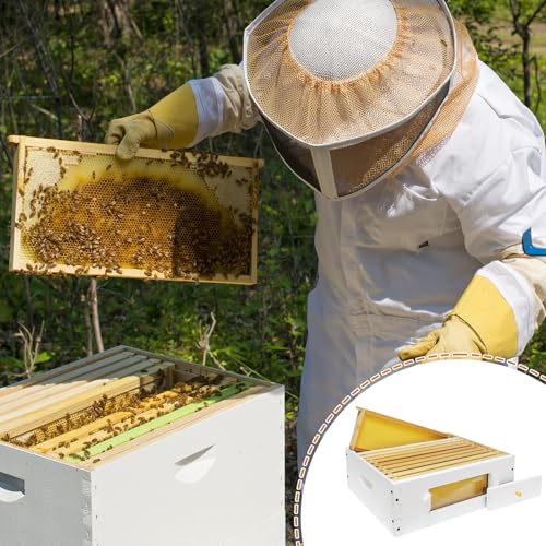 BeeTech 10 Frame Beehive Middle Box Super Bee Box Painted for Sale Bee Hives with Windows - size: Medium Box