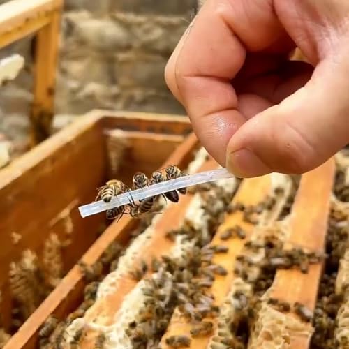 Temp Queen with QMP Queen Pheromone for Improve Queen Rearing Success, Temporary Queen Replacement, Ship Queenless Packages, Holding Queenless Splits and Nuclei, 5pcs