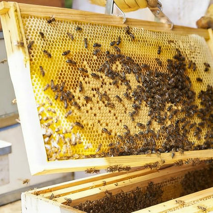 Beehive Wax Coated Foundation Sheet,8-1/2-Inch Deep Beeswax Foundation Sheets,10 Pcs Plastic Bee Hive Foundation Sheet,Beehive Foundation Sheet Fit Deep Frame for Beekeeping - color: 10pcs-Deep