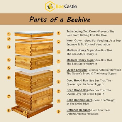BeeCastle 10 Frame Langstroth Bee Hive with Windows Beeswax Coated Includes Beehive Frames and Waxed Foundations (2 Deep Beehive Boxes & 2 Medium Bee Boxes) - size: 2 Deep & 2 Super Boxes
