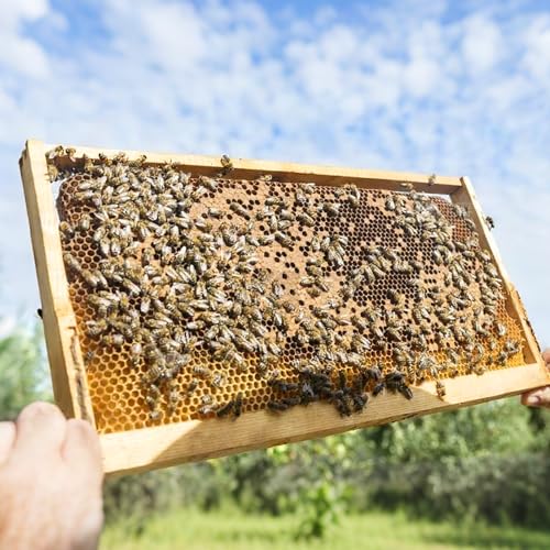 10 Pack Beehive Frames and Wax Foundations for Deep Brood Bee Hives with Honeycombs Wooden Bee Hive Frames and Beeswax Coated Foundations, 9-1/8-Inch (Yellow) - size: 10 Pack Deep Frames-Yellow