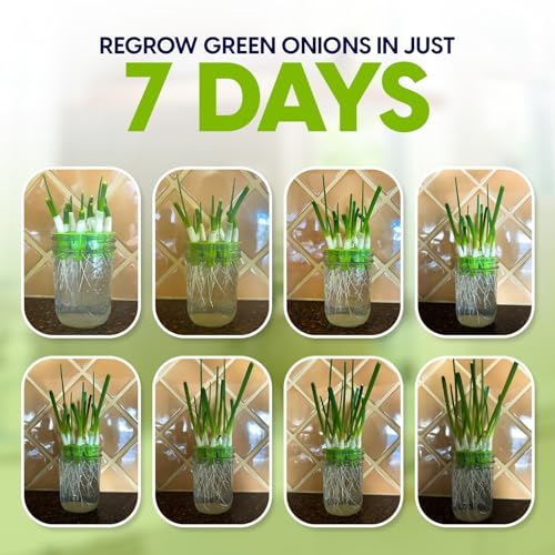 Broccoli Sprouting Kit & Green Onion Regrower with USA Organic Broccoli & Alfalfa Seeds – 2 Wide-Mouth Mason Jars, Sprout Lids, Stainless Stand, Drain Tray & Blackout Sleeves - color: Sprouts Growing Kit & Green Onion Regrower