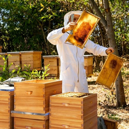 8 Frame Deep Brood Bee Hive Box Langstroth Honey Bee Hive Bee Box Dipped in Beeswax Includes Beehive Frames and Waxed Foundation Sheets (Unassembled) - size: 8 frame deep