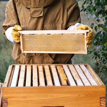 10 Frame Medium Super Box for Honey Bee Hives Beeswax Coated Langstroth Medium Bee Hive Box Includes Beehive Frames and Waxed Foundation Sheets (Unassembled) - size: 10 frame medium super box