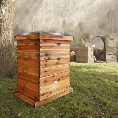 10-Frame Langstroth Beehive Box, Solid Cedar Wood Construction, 2 Deep Brood Boxes + 1 Medium Super, Natural Beeswax Coated Frames, No Window, for Expanding Colonies - size: 2 Deep + 1 Medium
