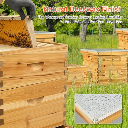 CREWORKS 10 Frame Bee Hive, 2 Layers Beeswax Coated Beehive Starter Kit with Frames & Foundations, Langstroth Bees Hives Box with Transparent Acrylic (Window Medium Box & Deep Box) - style: 2 Layer Beeswax Coated