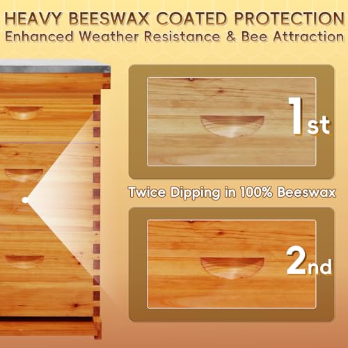 10-Frame Langstroth Beehive Beeswax Coated, 3 Layer Complete Bee Hive Kit Include Bee Frames and Waxed Foundation Sheets for Beekeeping (2 Deep Boxes & 1 Medium Box)