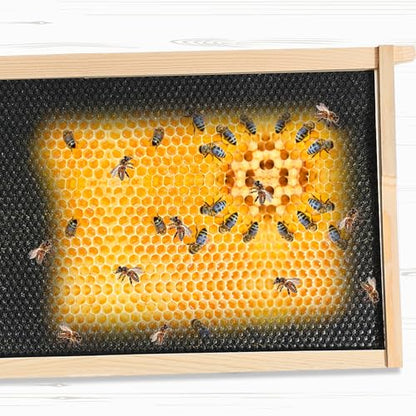 Yuntau 40 Pack Deep Beehive Frames and Foundations Beeswax Coated Food Grade Sheets Cedar Wood Unassembled Frames for Langstroth Deep Brood Boxes Easy to Assemble(Black,19 x 17.6 x 9.1 Inches) - color: Black, size: 19 x 17.6 x 9.1 Inches