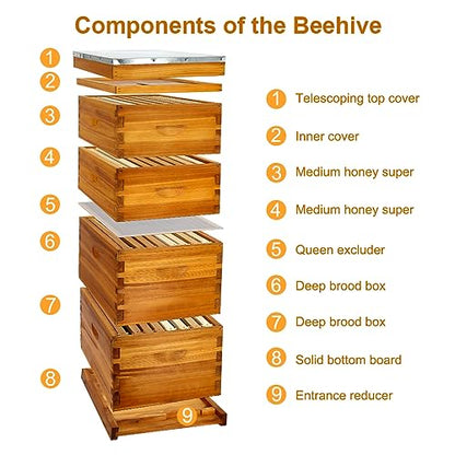Honey Lake 8 Frame Bee Hive Dipped in Beeswax, Langstroth Complete Beehives Starter Kit Includes 2 Deep Brood Box and 2 Medium Super Box with Beehive Frames and Waxed Foundation Sheet