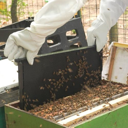 10 Pack Plastic Beekeeping Frames with Beeswax-Coated Foundation, All-in-One Deep Beehive Frames for Langstroth Hive Brood Boxes, for Backyard or Apiary Commercial Beekeepers, Black, 9-1/8 Inches - size: 10 Pack