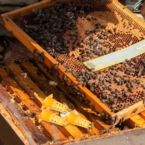 Happyyami 100Pcs Queen Bee Cages Cover Beekeeping Catcher Cup Tube Plastic Bee Isolator Clip Beekeeper Rearing Tools Supplies