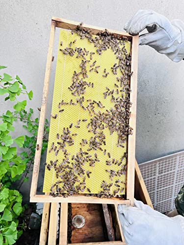 30PCS Beeswax Sheets, Bee-Wax Foundation Sheets 16-1/2 x 8-1/3 inch for Bee Hive Frames,Beeswax Sheets for Beekeeping,Candles Making,Bee-Wax Honeycomb Sheets for Hives (42cm x 21cm)
