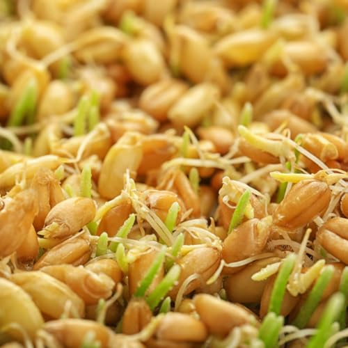 Jovvily Wheat Grass Powder - 1 lb - Superfood - No Fillers - Smoothies & Shakes - size: 1 Pound