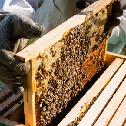 Colingmill 20 Packs Bee Hive Frames Deep Unassembled Bee Frames with Nails Pine Wooden Beekeeping Beehive Frame Pre Drilled Holes for Beekeeping Supplies