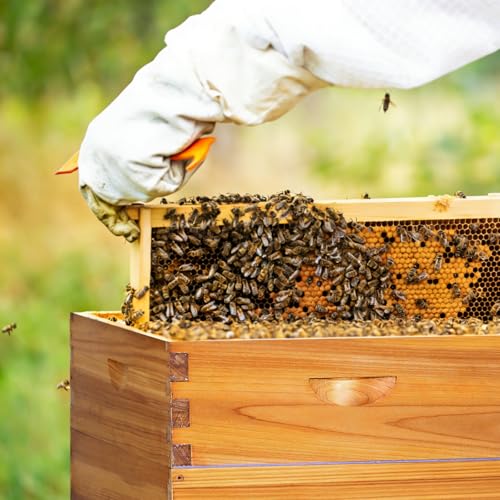 8-Frame Bee Hive Complete Beehive Kit Beeswax Coated Beehive Include Frames and Foundation Sheets for All Beekeeping Levels (2 Deep & 2 Medium Bee Boxes) - size: 4 layer