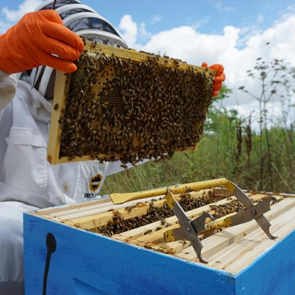 BeeTech 10-Pack Deep Brood Box Wooden Beehive Frames and 100% Beeswax Dipped Plastic Foundations for Beekeeping (Unassembled) - size: deep frames