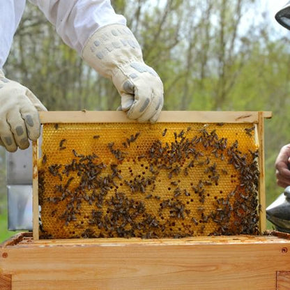 Honey Lake Deep Beehive Frames and Foundations Kit, 10 Pack Brood Wooden Frames and Natural Beeswax Dipped Plastic Foundation for Beekeeping - color: 10Pack-Yellow