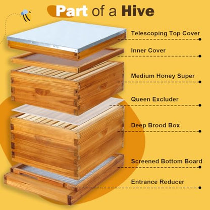 10 Frame Beehive Kit with Screened Bottom Board Dipped in Heavy Beeswax, Bee Hive Boxes Starter Kit for Bee Keekeepers - Langstroth Beehive Kit with 2 Honey Bee Hives Boxes - size: 2-Layer