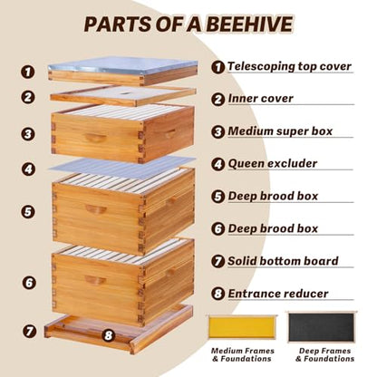 10-Frame Langstroth Bee Hive Complete Bee Hive Kit Beeswax Coated Include Beehive Frames and Waxed Foundation Sheets for Beekeeper (2 Deep Beehives Box & 1 Medium Box)