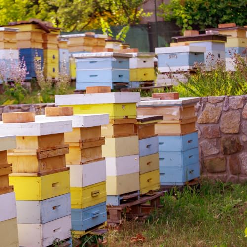 CroBlissful 2 Pcs 10 Frame Bee Hive Box Including Medium Super Beehive Box and Deep Brood Wooden Frames Bee Hives Starter Kit for Beginners Beekeepers (Unassembled)