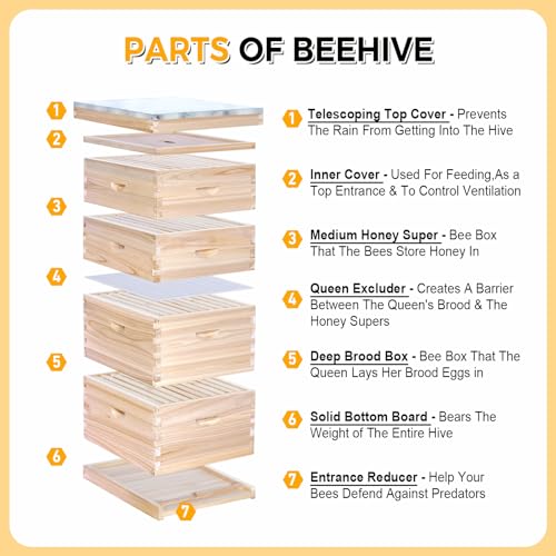 BeeCastle 10-Frame Complete Bee Hives and Supplies Starter Kit, Beehives for Beginners with Beehive Frames and Waxed Foundations (2 Deep Bee Boxes & 2 Medium Super Bee Boxes)
