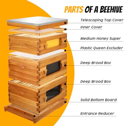 Honey Lake Bee Hive with Windows, 10 Frame Langstroth Complete Beehive Starter Kit Dipped in Beeswax with Beehive Frames and Waxed Foundations (2 Deep Brood Bee Hive Box & 1 Medium Super Bee Box) - size: 3 Layers