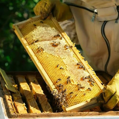 Medium Beehive Frames and Wax Foundations,10 Pack Honey Bee Frames with Wooden Bee Hive Frames and 100% Beeswax Coated Foundations, 6-1/4-Inch (Yellow) - size: 10 Pack Medium Frames-Yellow