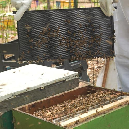 10 Pack Plastic Beekeeping Frames with Beeswax-Coated Foundation, All-in-One Deep Beehive Frames for Langstroth Hive Brood Boxes, for Backyard or Apiary Commercial Beekeepers, Black, 9-1/8 Inches - size: 10 Pack