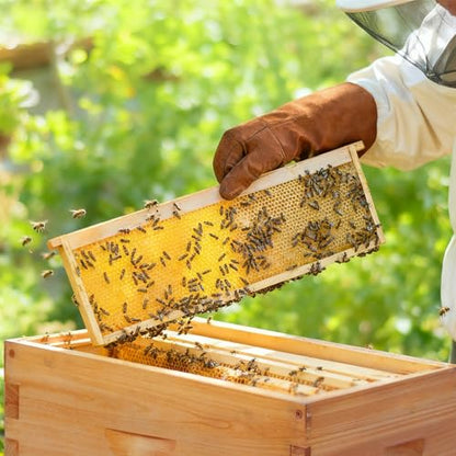 Honey Lake Medium Beehive Frames and Foudations Kit,10 Pack Super Wooden Frames and Beeswax Dipped Plastic Foundations for Beekeeping - color: 10Pack-Yellow