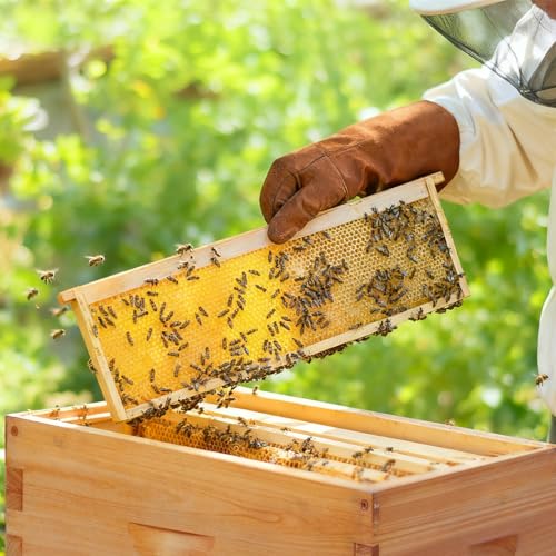 Honey Lake Medium Beehive Frames and Foudations Kit,10 Pack Super Wooden Frames and Beeswax Dipped Plastic Foundations for Beekeeping - color: 10Pack-Yellow