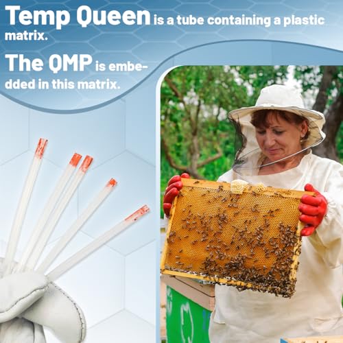Temp Queen with QMP Queen Pheromone for Improve Queen Rearing Success, Temporary Queen Replacement, Ship Queenless Packages, Holding Queenless Splits and Nuclei, 5pcs