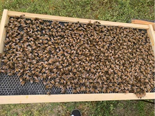Beehive Waxed Coated Foundation Sheet, Beehive Foundation Sheets Waxed Foundation Sheet Plastic Portable Honeycomb Sheet Nest Foundation Sheet fit Deep Frame, Black, 10 Sheets - color: 10pcs-Black