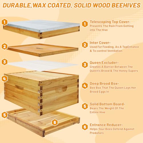 10-Frame Bee Hives and Supplies Starter Kit, Beehive Kit Dipped in 100% Beeswax, Bee Keeping Supplies-All Beginners Kit Includes Beekeeping Supplies Tool Set and Bee Suit - size: 10 Frames 1 Layer