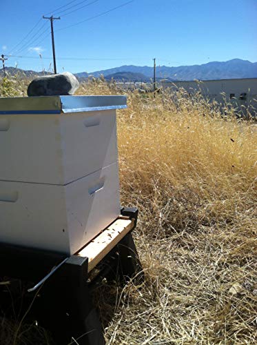Harvest Lane Honey WWBCD-101 Deep Brood Box with Frames and Foundation