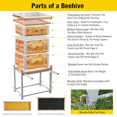 Aivituvin Bee Hive Bee Box 10 Frame Upgrade with All -Around Metal Frame Bee Castle Coated with 100% Beeswax Includes Waxed Foundations,2 Deep Boxes & 1 Medium Box