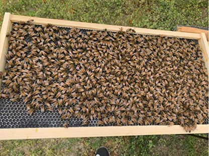 Beehive Waxed Coated Foundation Sheet Beehive Foundation Sheets Deep Bee Foundation Waxed Foundation Sheet Bee Hive Foundation Sheets for Deep Bee Frame 10 Pcs - size: Deep