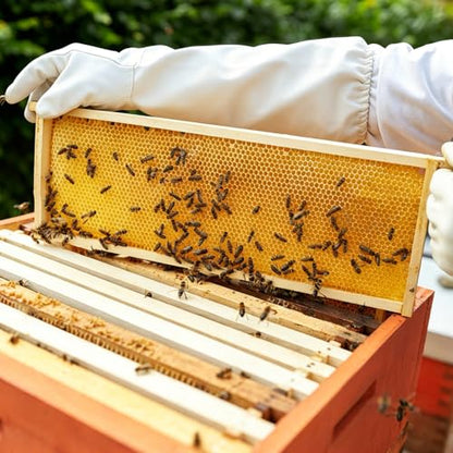 MayBee 20 Pack Honey Bee Frames with 100% Beeswax Coated Food Grade Foundation Sheets, Deep Beehive Frame for Beekeeping, 9-1/8-Inch(Yellow) - color: 20 Deep Frame yellow