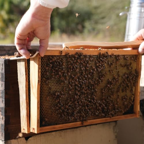 Mann Lake Stainless Steel Beehive Frame Perch, 3 Full Frame Capacity, Beekeeping Frame Holder Tool for Honey Harvesting & Inspection, All Beekeeping Levels