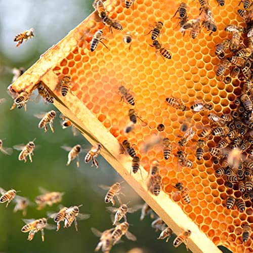 MayBee 40 Pack Honey Bee Frames with Heavy Beeswax Coated Food Grade Foundation Sheets, Medium Super Beehive Frame for Beekeeping, 6-1/4-Inch - color: 40 Pack Medium Frame yellow