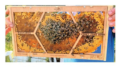 Anthony's Beehive NEW Essential Beekeeping Tool for Easily Securing Hive Cut Outs, Reusable, Wonky Comb Holder, 2 Pairs