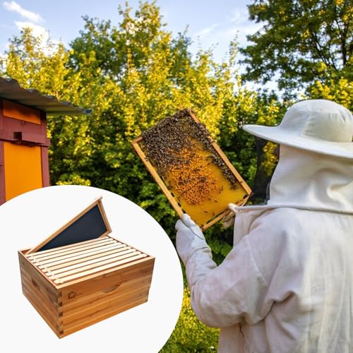 Langstroth Beehive Starter Kit - 10-Frame Pre-Coated with Natural Beeswax, Weatherproof Cedar Wood Hive with Dovetail Joints for Easy Assembly, Beginner & Expert Beekeeping - size: 1 Deep & 1 Medium Box without Window