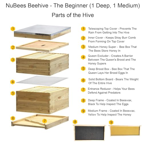 NuBee Starter 10 Frame Beehive Kit - Includes 1 Hive Body, 1 Super Box, Pine Frames, Wax Coated Foundations and More