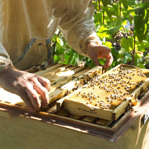 POLLIBEE Medium or Super Bee Hive Frames and Wax Foundations,10 Pack Honey Bee Frames with Beeswax Coated Food Grade Foundation Sheets, Beekeeping Supplies,6-1/4-Inch (Yellow) - size: Medium Yellow