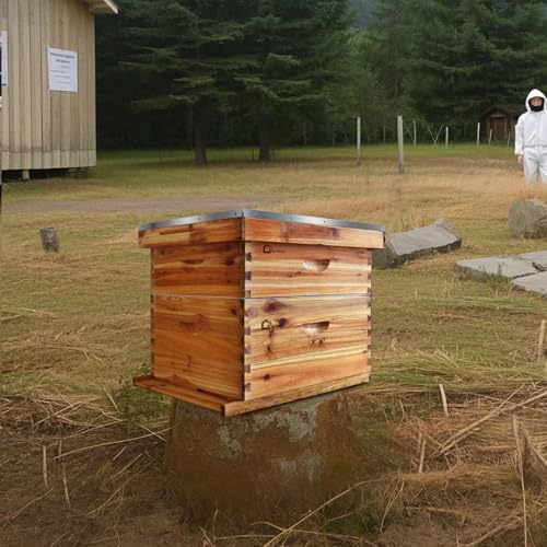 10 Frame Bee Hive Kit, Bee Hive Boxes Beeswax Coated Beehive Kit with Beehives Frames and Wax Foundations for Beekeepers (1 Deep Box & 1 Medium Super) - size: 1 Deep Box + 1 Medium Box