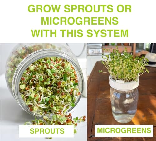 Broccoli Sprouting Kit & Green Onion Regrower with USA Organic Broccoli & Alfalfa Seeds – 2 Wide-Mouth Mason Jars, Sprout Lids, Stainless Stand, Drain Tray & Blackout Sleeves - color: Sprouts Growing Kit & Green Onion Regrower