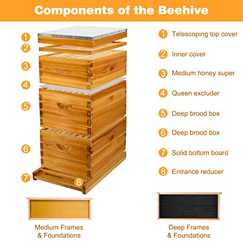 Honey Lake 8-Frame Langstroth Beehive Starter Kit, Beeswax-Coated Hive Boxes with 2 Deep Brood Boxes & 1 Medium Super, Includes Wooden Frames & Waxed Foundations, Complete Beekeeping Kit for Beginners